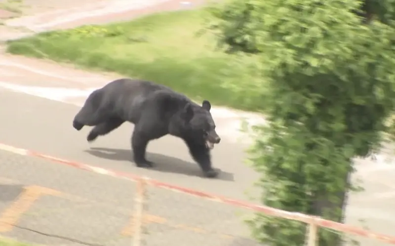 Japan has turned to robots and drones to tackle the rising number of bear attacks