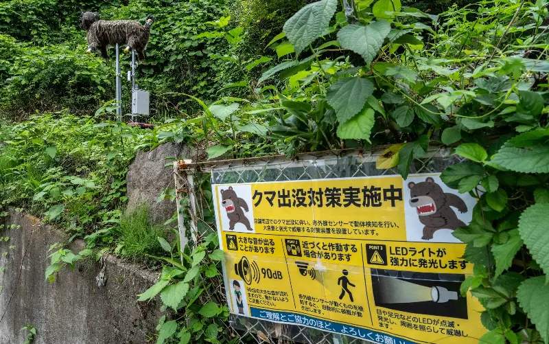 A wolf-shaped robot is used to mimic the howls of an extinct Japanese wolf in an effort to deter bears - Philip Fong/Getty Images