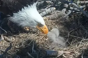 Big Bear’s Bald Eagle Chicks Face a $10M Problem