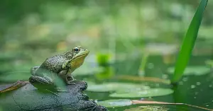 Glass frogs can turn much of their body see-through while they sleep by pulling almost all of their red blood cells out of circulation and storing them in their liver, then releasing them again when they wake and need to move.