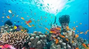 Overall coral reef cover down by 9.5% in 2020-2024: Study