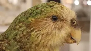 The kākāpō population is recovering.