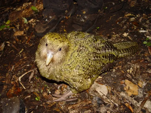 A record 90 kākāpō chicks reached the age threshold for inclusion in New Zealand’s official population count, bringing the total to 325 by September 2026. The gains follow decades of predator control and intensive breeding management, though the flightless parrot remains critically endangered.