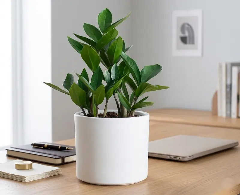 money tree for sale.jpg