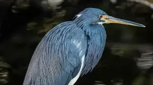 Scientists shed new light on decades-old mystery over this Galapagos bird