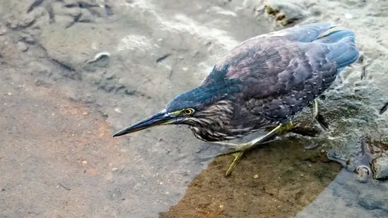 The lava heron has been confirmed as a distinct species, contradicting prior beliefs it was a subspecies of the South American striated heron. Genetic analysis reveals its closer relation to the green heron from North and Central America.