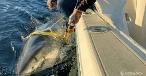 The largest great white shark in the Atlantic has reappeared after months of being missing.