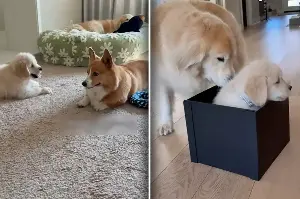 Golden Retriever and Corgi go viral with their hilariously different reactions to new puppy