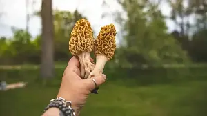 BRICS 2026: What Is Gucchi Mushroom Served At The Gala Dinner