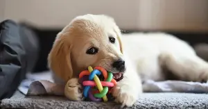 Brain scans found that mothers looking at their own dogs activated some of the same attachment networks as when they looked at their own children — evidence that the bond between humans and pets is biologically real