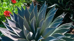 Mangave Is the Succulent Everyone Will Be Planting This Year – It’s Tough, Drought-Tolerant and Surprisingly Easy to Grow