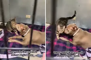 Staff Shocked by Bonded Pair in Shelter—but All They Have Is Each Other