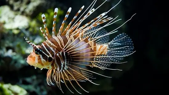 Lionfish are among the regular visitors to the Tank, one of Aqaba’s best-known dive sites.