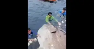 Sunfish gets caught in net by fisherman in Marinduque