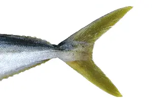 Massive yellowtail caught close to shore generates buzz on the water