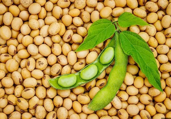 Seemingly a common food item, these 6 types of beans are actually a 