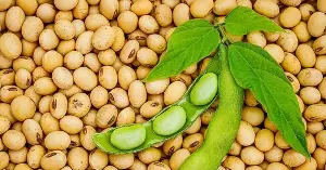 Despite being considered a common food, these 6 types of beans are actually a "miracle cure" for bone and joint health.