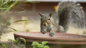 Keep Squirrels Out of the Garden for Good With This Easy-to-Grow Flower They Can't Stand – but You'll Love Its Perfect Blooms