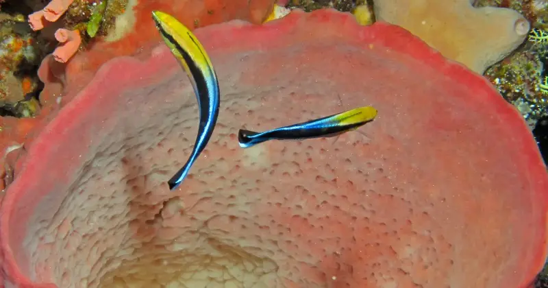 Bluestreak cleaner wrasse (Labroides dimidiatus) on a coral reef