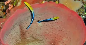 Shown its reflection in a mirror, a small reef fish scraped at a mark it could see only there, behaving as if it recognized itself – though the researchers stopped short of calling it self-aware