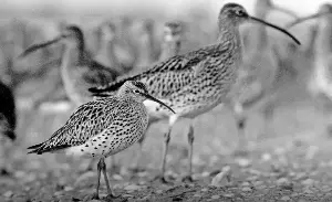 Slender-billed curlew declared extinct, first for migratory bird species