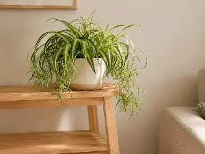 Which houseplants are non-toxic to pets?