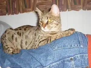 Savannah Cat Caught Taking ‘Sibling Rivalry Too Far’—Viewers in Hysterics