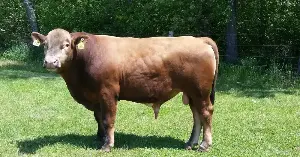 The Beefalo breed lacks bison ancestry