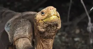 Diego helped save the Española tortoise