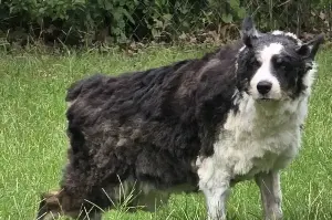 Oklahoma dog found 1,000 miles from home: "I could not believe he had made it all the way to North Carolina"
