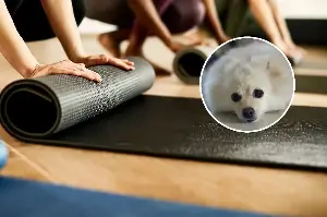 Owner Leaves Pilates Mat Out, Unprepared for What Pomeranian Does Next