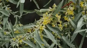 Russian olive's ecological impact