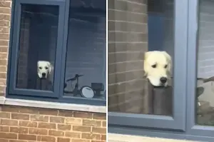 Tears at What Rescue Golden Retriever Does Each Time Owner Leaves Home