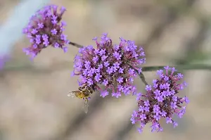 New order by Colorado Gov. Jared Polis aims to protect bees and other pollinators from climate change, habitat loss
