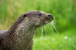 Novel approach allows studying the DNA of otters without disturbing them