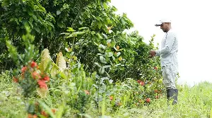 Mars and ofi announce strategic collaboration to accelerate net-zero cocoa in Ecuador