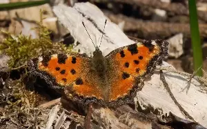 My search for Britain’s 60th butterfly species