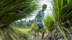 Farmers confront the vagaries of a patchy monsoon