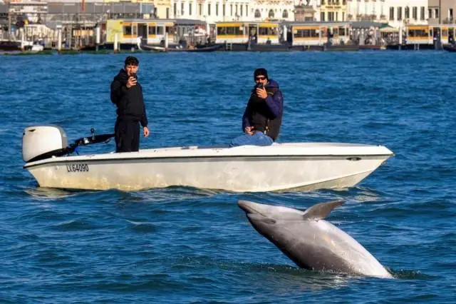 A dolphin nicknamed Mimmo jumps out of the water as people on a boat take pictures in the San Marco Basin, amid growing concerns about the impact of tourism on marine life, in Venice, Italy, November 8, 2025. REUTERS/ Manuel Silvestri