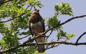‘Boris the Blade’ buzzard’s reign of terror over villagers