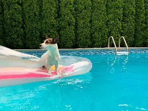 Jack Russell’s Pampered Pastime Sparks Envy Online: ‘Manifesting This Life’