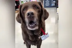 Hearts Melt at Labrador With Unusual Saturday Job: ‘Employee of the Month’