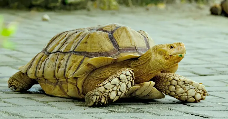A gopher tortoise burrow runs up to about 12 metres back and 3 metres down through southeastern sand. More than 350 other species have been recorded sheltering in them — indigo snakes, burrowing owls, gopher frogs, invertebrates — which makes one slow reptile the reason most of that ecosystem survives fire.