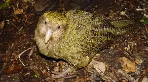 New Zealand's Kakapo Bird Population Soars After Breeding Boom