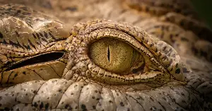 Paleontologists in New Mexico have just dug up a two-legged, beak-mouthed reptile that looks almost exactly like a small dinosaur — except it lived more than a hundred million years before any dinosaur evolved that body plan, and it wasn’t a dinosaur at all, but a distant cousin of modern crocodiles