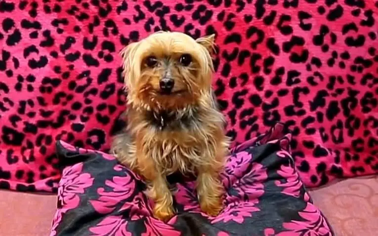 Pets in soap operas, such as Coronation Street’s David the dog, can get accustomed to the studio and the actors - ITV