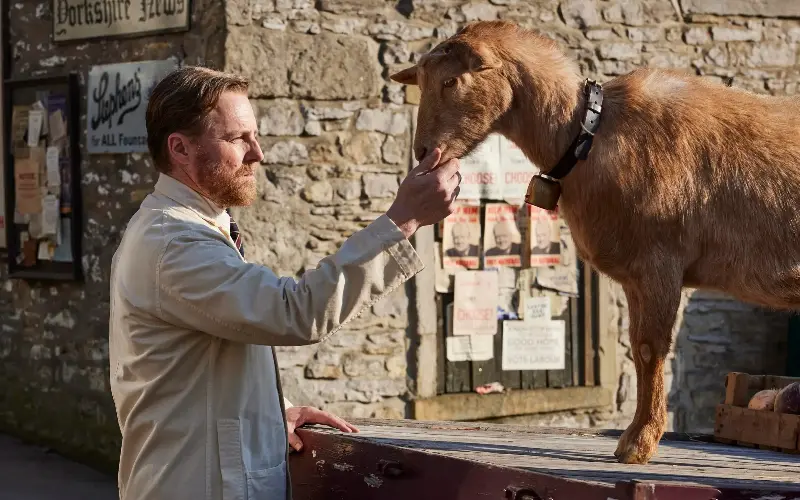 Siegfried Farnon (Samuel West) sees to Hilda the goat in All Creatures Great And Small, a show that wisely factored in the presence of animals from the start - Channel 5