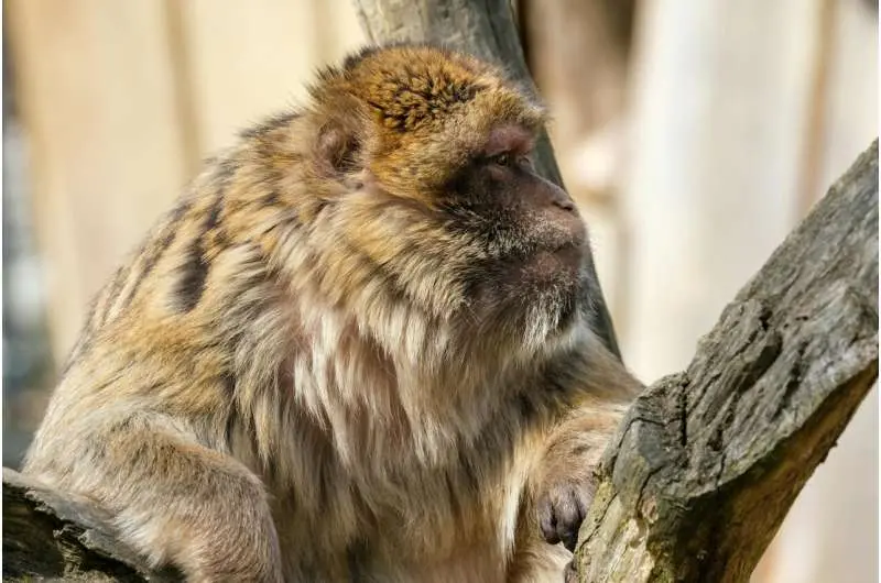 male primate