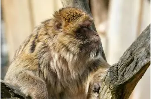 Rivalry with neighboring groups may be a key driver of male size in primates
