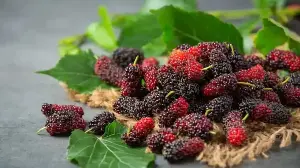 Celebrate Mulberry Season With These Sweet Options